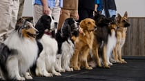Australia's top dog breeds have been announced. Source:  Getty Images. 