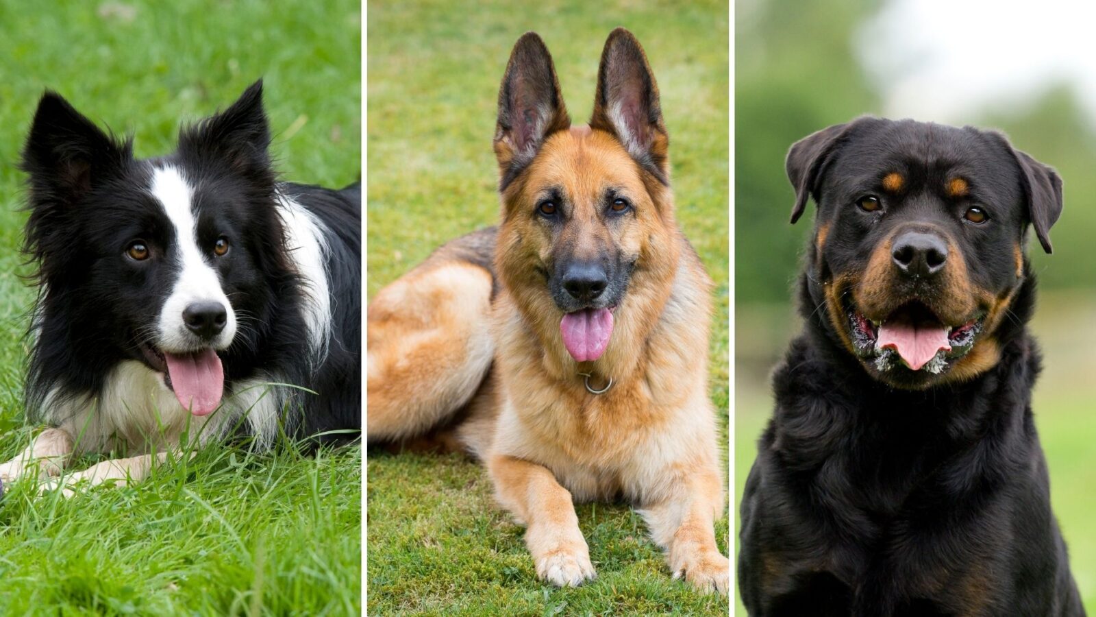 Australia’s most popular dog breeds announced - Starts at 60