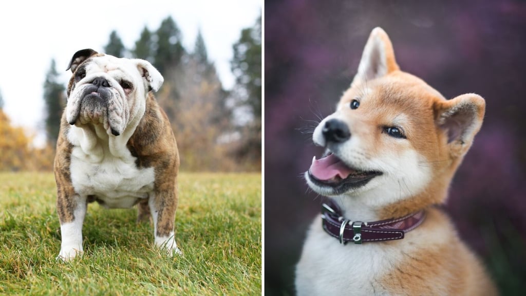 Australia’s most popular dog breeds announced Starts at 60