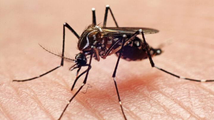 Japanese encephalitis virus: The new pandemic? - Vimarsana News