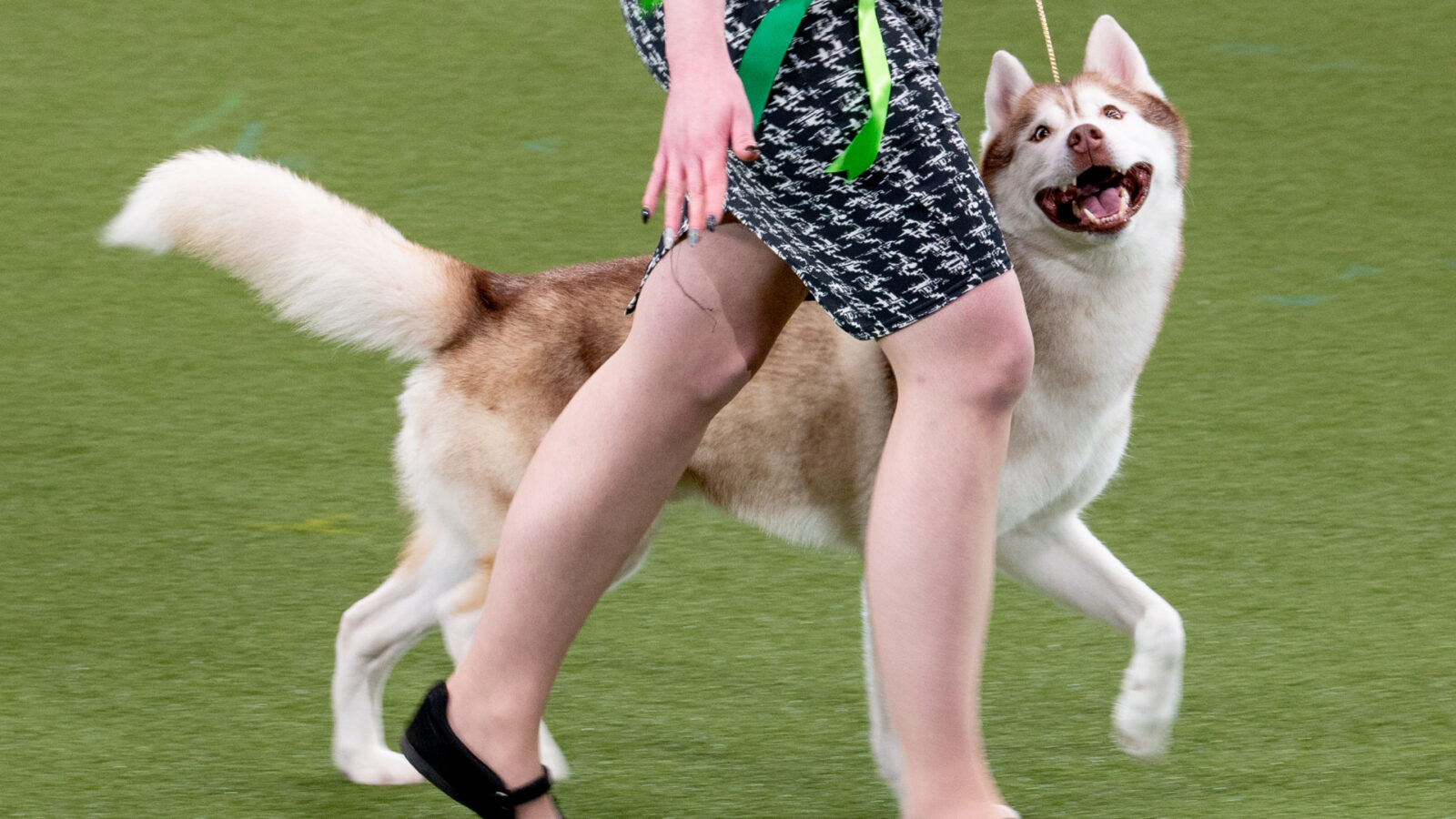 pictures from Crufts 2022 the worlds greatest dog show