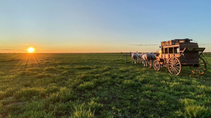 Longreach Common is a vision of green after recent rainfall. Image source: Supplied