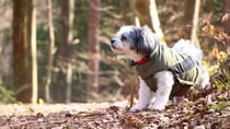 Worried about your dog getting cold this winter? Here's how to know if your dog is warm enough. Source: Getty