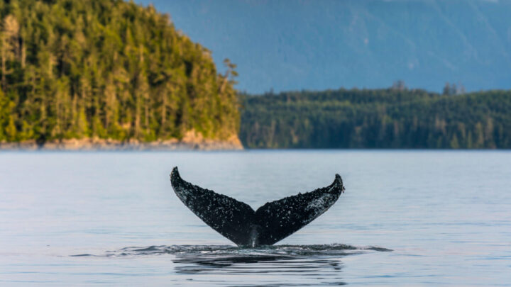 Top 10 holiday experiences for animal lovers - Vimarsana News
