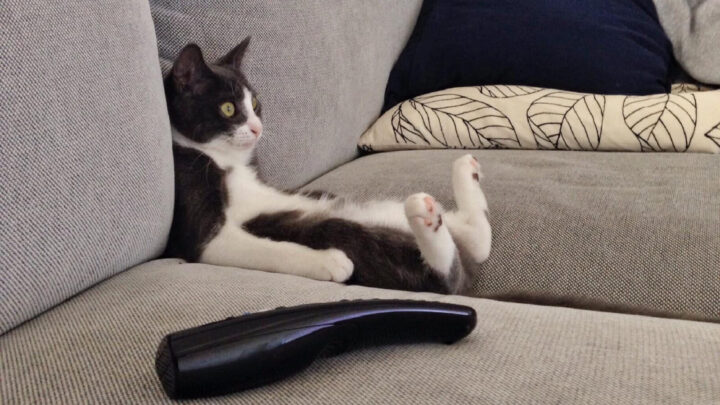 A candid photo of a cat making herself comfortable - and don't even think about changing the channel. Source: Starts at 60
