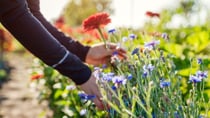 Gardeners know that sharing cuttings among friends is common practice, but when it comes to helping yourself it's another matter! Source: Getty Images
