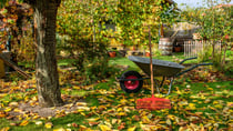 Get your garden ready for the winter chill with these tips. Source: Getty