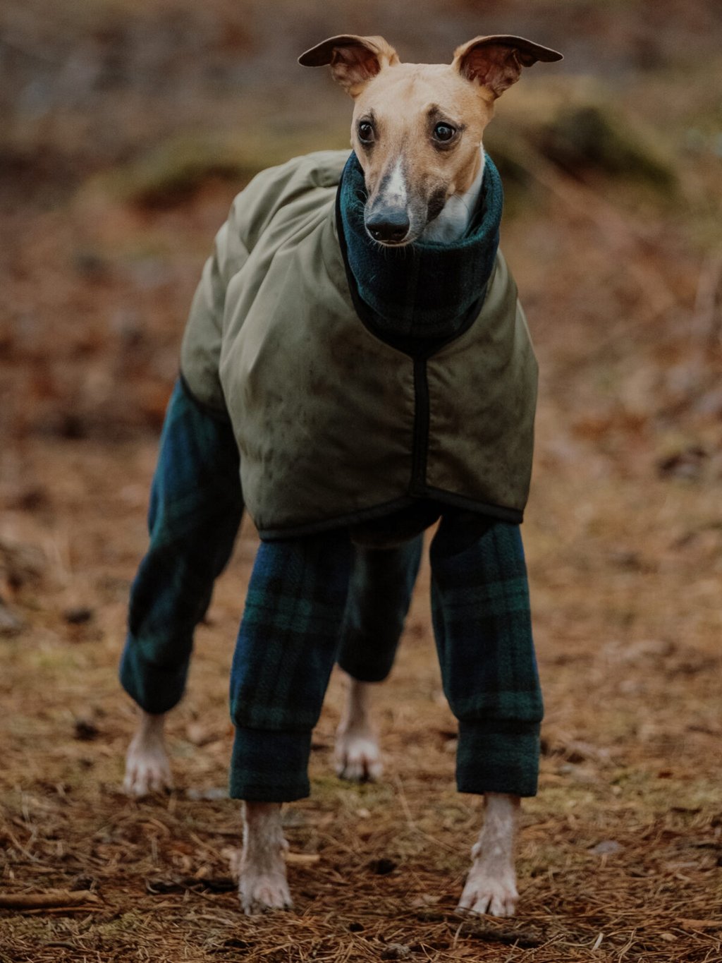Does your dog need to wear a coat in winter? Starts at 60