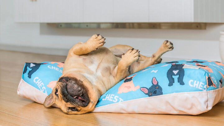 What better way to spoil your pooch than with the comfiest sleeping space. Source: Supplied