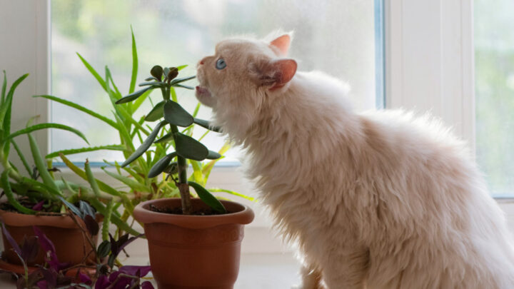 Are your house plants risking the safety of your furry family? Source: Getty
