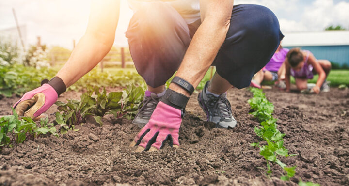 All in the hips: How safe gardening practices could prevent a lifetime ...