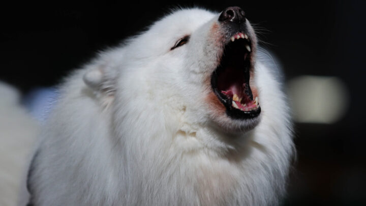 There are a variety of subtle signs that a dog may become aggressive. Source: Getty Images 